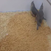 جوجه عروس هلندی سرلاکی
