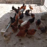 مرغ و خروس محلی