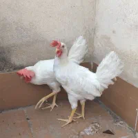 خروس فروشی