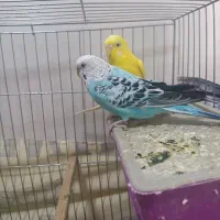 یه جفت مرغ عشق بالغ