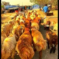 درجه1(بازدهی نصفه گوشت)+گوسفند تعاونی زنده