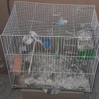 یک نر یک ماده یک جوجه یک ماهه