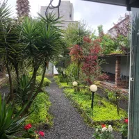 فروش گل یوکا وپالم