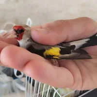 سهره نر دورگ