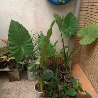 همه مدل گل و گیاه خونگی
