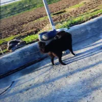 سگ بازیگوش آموزش دیده بخاطر جا ندارم میفروشم