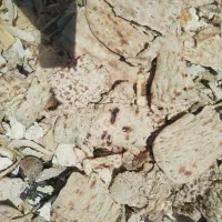 فروش نان خشک عمده