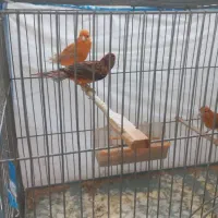 جوجه‌قناری