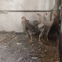 جوجه لاری