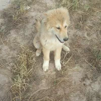 توله سگ احلی