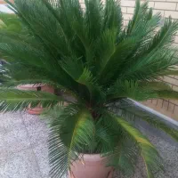 گلی