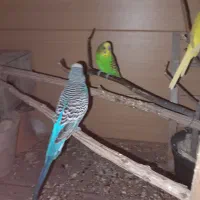 مرغ عشق دوتا فر و ستا پروانهی