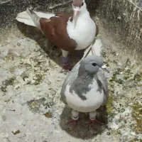 کفتر ساده سرخ ساده چادری کیشکلک سوسکی سینه زرد