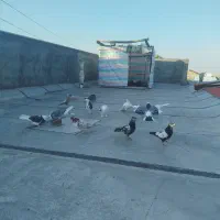کبوتر شهرستان به شرط