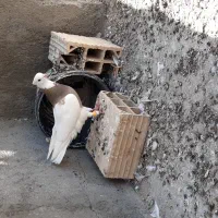 کفتر صید رنگه