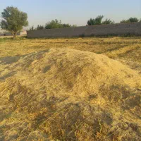 فروش کاه جو