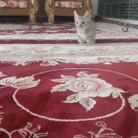 گربه