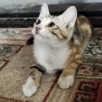 واگذاری رایگان بچه گربه