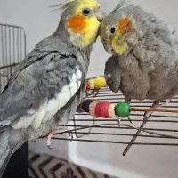 عروس هلندی جفت