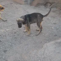 سگ پژدر|سگ|شبستر, |دیوار
