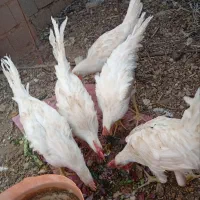 خروس فروشی