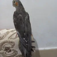 جوجه عروس هلندی دونخور