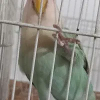 کوتوله رنگ خاص