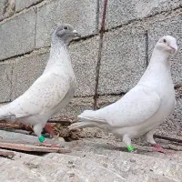 طاووسی سفید ماده