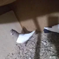 سینه ای|پرنده|خرمشهر, |دیوار