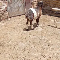 بره نر چاق
