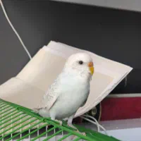 مرغ عشق ماده