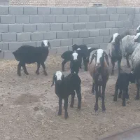 میش دوقلو شال