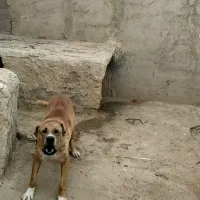 سگ خراسانی