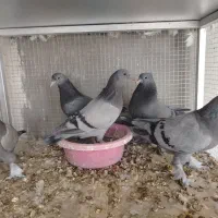 کبوتر  مفلق  تیره خونی
