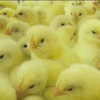 مخصوص صادرات ونگهداری خانگی جوجه