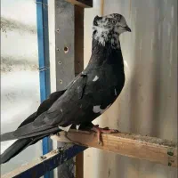 کبوتر روزگاری