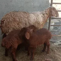 میش دوقلو .درشت. بره.بز