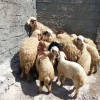میش بره|حیوانات مزرعه|عسگران, |دیوار