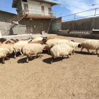فروش گوسفند