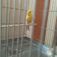 قناری نر و ماده