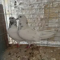 کفتر تهرونی