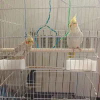 عروس هلندی جفت