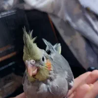 جوجه عروس