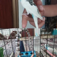 یک عدد مرغ عشق نر سرحال همراه با قفس وسایل