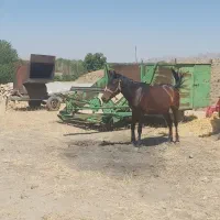 اسب