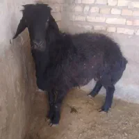 گوسفند نر