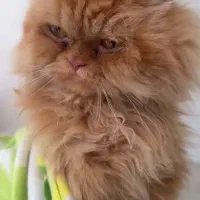 گربه پیدا شده