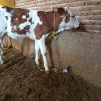 فروش فوری گوساله‌ی سیمینتال ماده شیری اصل