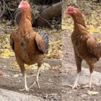 مرغ