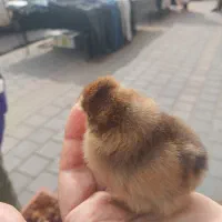 جوجه محلی رنگی غاز اردک
